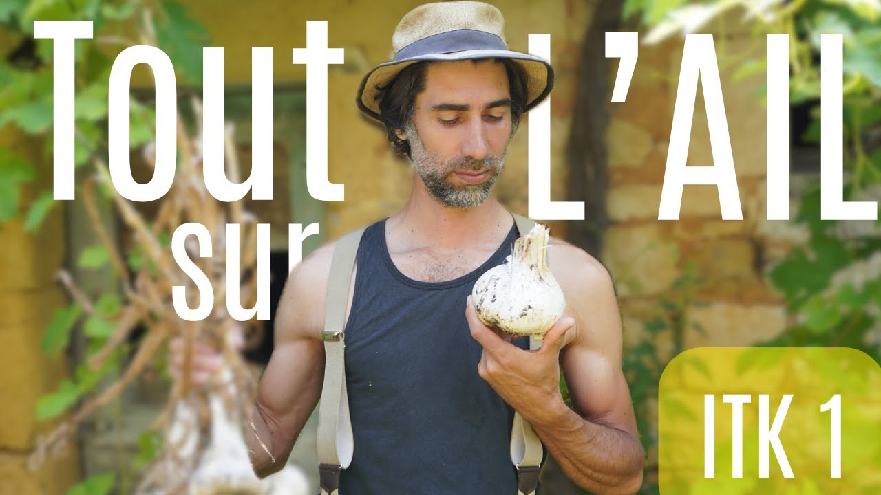 Cultiver de l'AIL en MSV