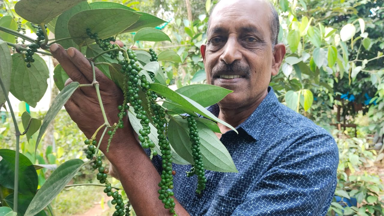 ഏറ്റവും മികച്ച 6 കുരുമുളക് ഇനങ്ങൾ. വള്ളി കുരുമുളക്, കുറ്റി കുരുമുളക് ഗ്രാഫറ്റിംഗ്. #agritricks #കൃഷി