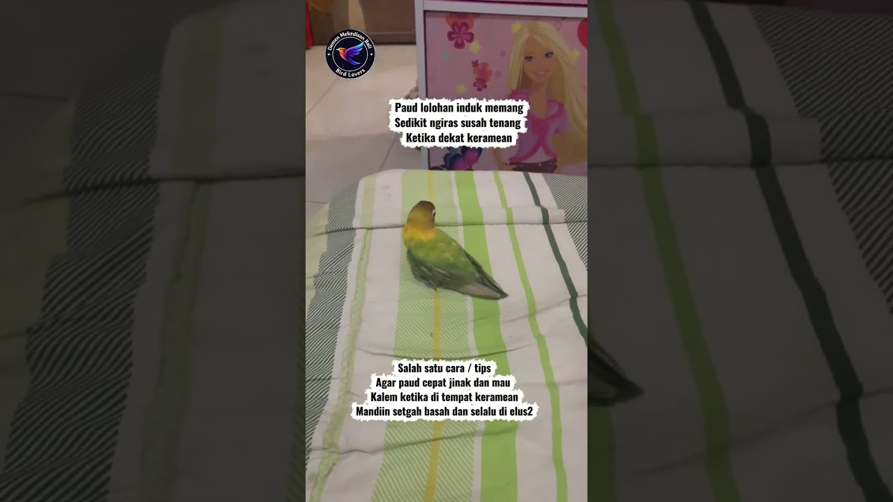 Rawatan lovebird 