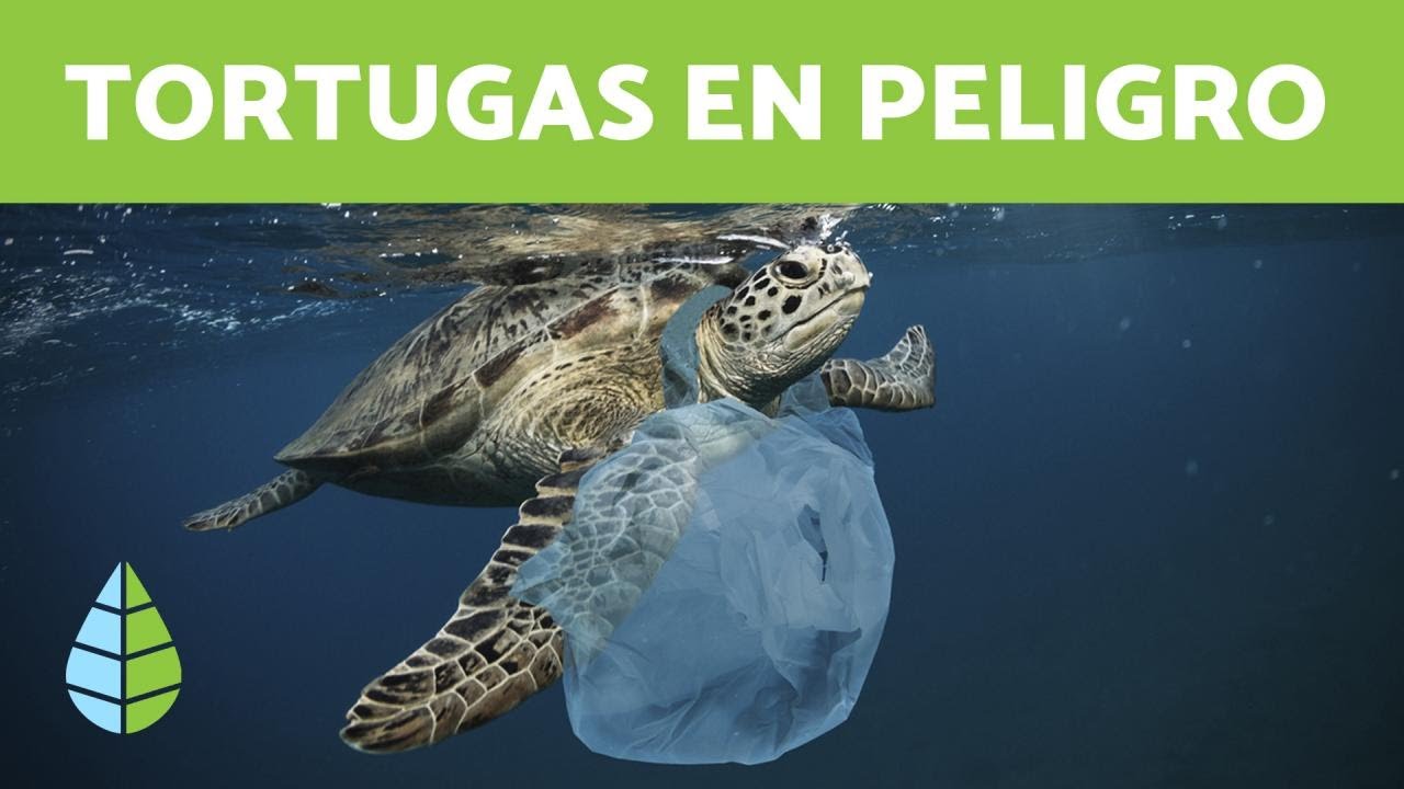 TORTUGAS en PELIGRO de EXTINCIÓN 🐢 Especies y Causas