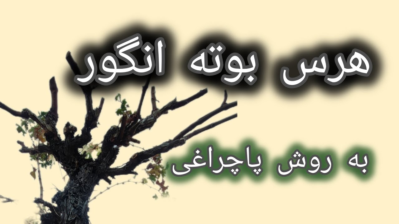 آموزش هرس درخت انگور درسیستم پاچراغی در مناطق گرمسیر 