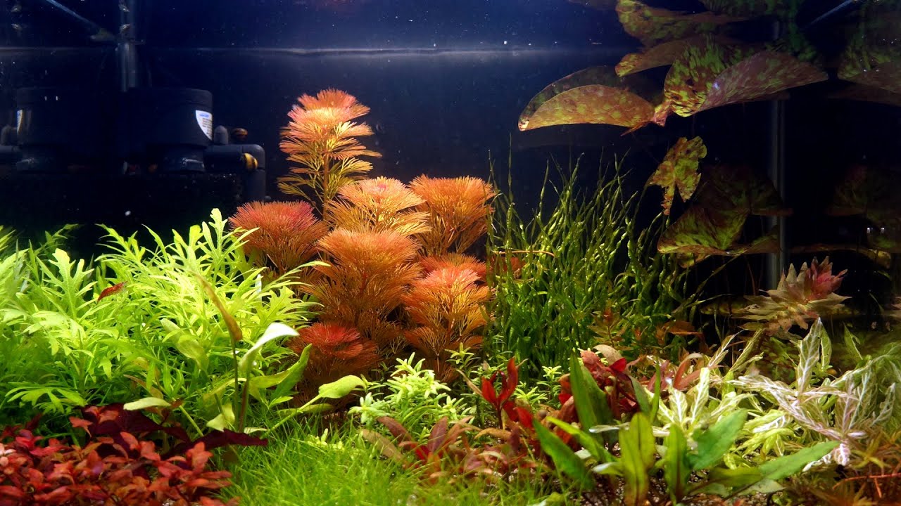 How to Set Up Colorful Planted Aquarium without CO2 Injection