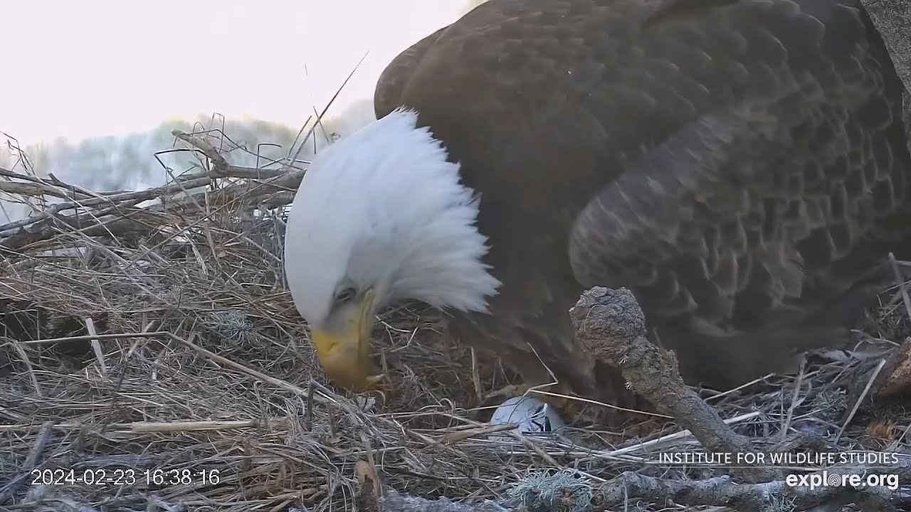 Fraser Point🦅Cruz & Andor Welcome A New Egg!🥚Congratulations!😊Very Fast Labor💕Explore.org 2024-02-23