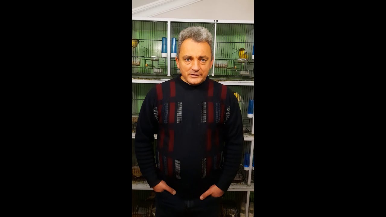 Kanaryalarda Üretim Öncesi Tüy Kesimi