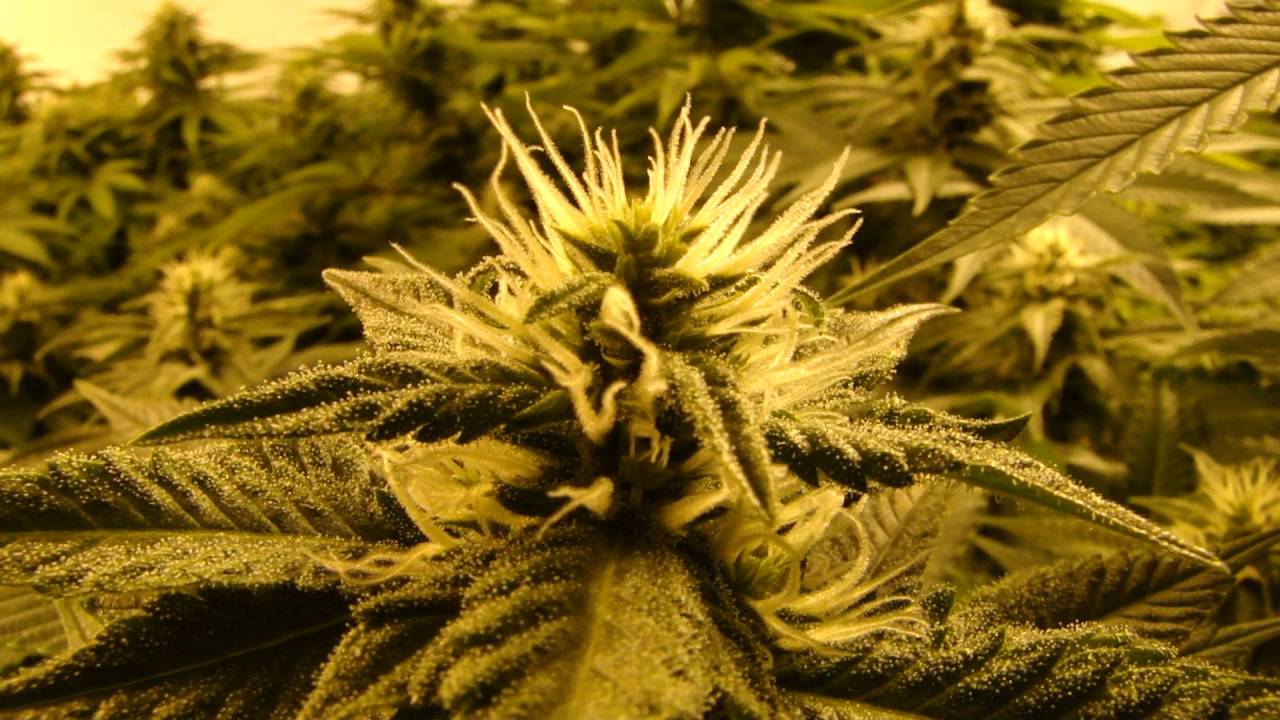 Organic Multi-Strain Grow-Day 28 of Flowering-5/21/16