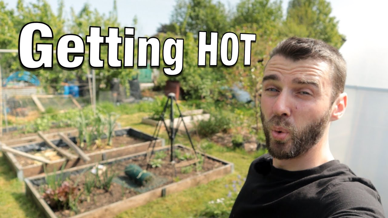 The Heat Is On | Massive To Do List | Sowing Beans, Planting Onions, Dividing Flowers
