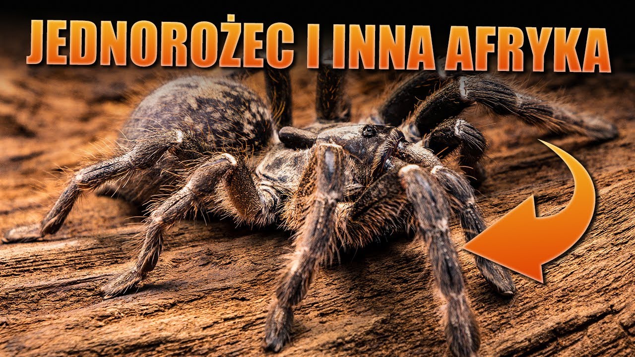 #137 Unboxing afrykańskich ptaszników
