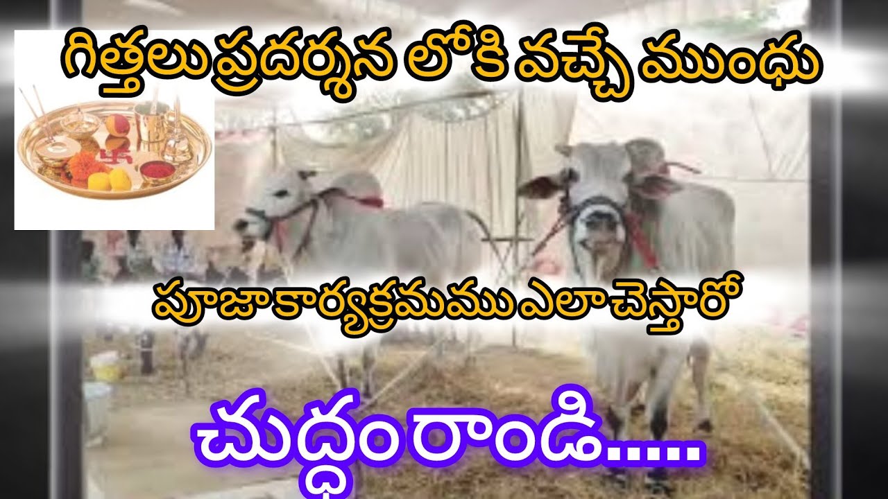 కాసనేని రాజా గారు గిత్తల పూజ కార్యక్రమము full video 