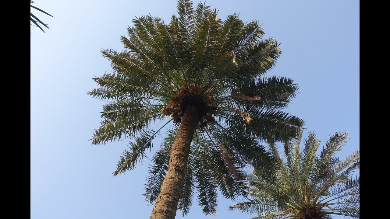 64 صنفاً من نخيل القطيف من بداية الموسم إلى نهايته