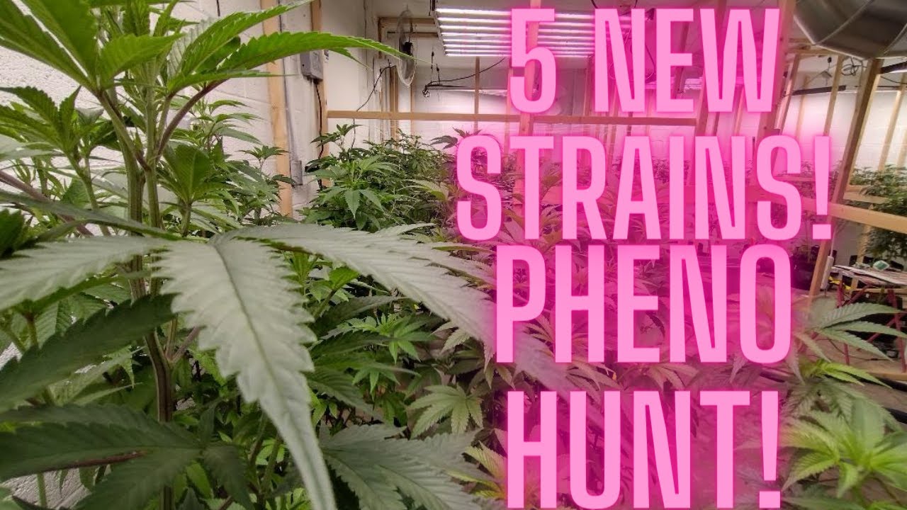 5 NEW STRAINS | PHENO HUNT | GARDEN UPDATE | 7 STRAINS TOTAL!