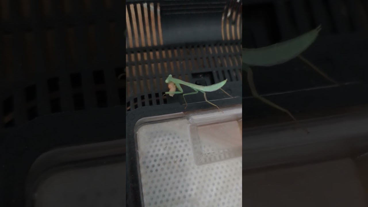 Mahlzeit für Gottesanbeterin 💛 | 🐍 Viking Reptiles 