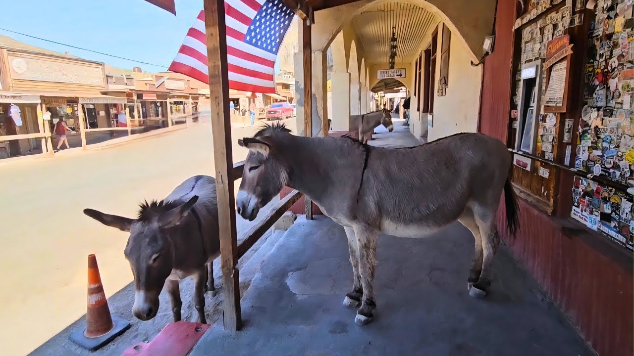 Wild Burros & Ghost Town Mysteries: Exploring Oatman, AZ!