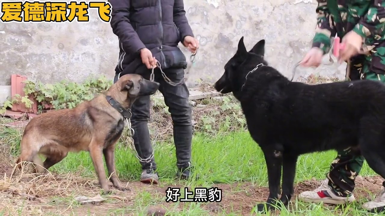 驯狗师: 德牧和马犬打架，不服就干，马犬杀红眼了，结果令人万万想不到！