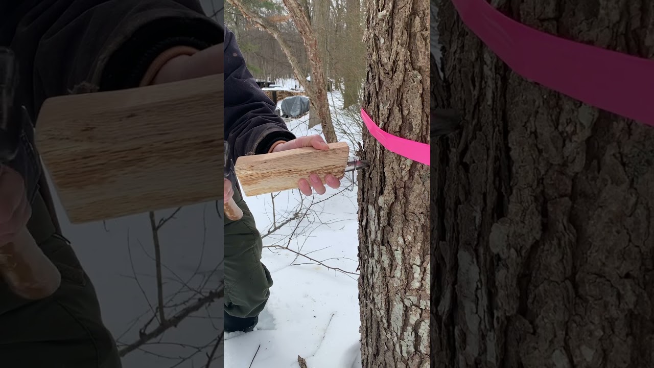 Tap Time 🍁 #maplesyrup #usa #food #trees #homemade #organic