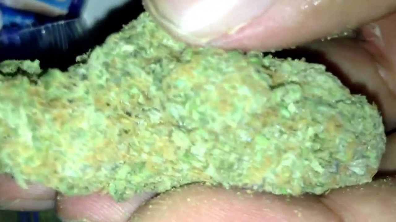 Girl Scout cookies strain (OG X F1DurbanPoison)