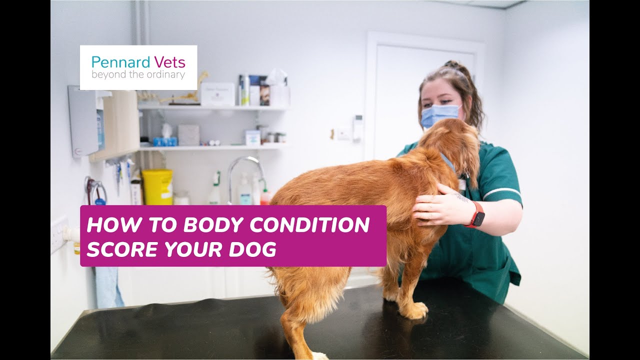 How to body condition score your dog