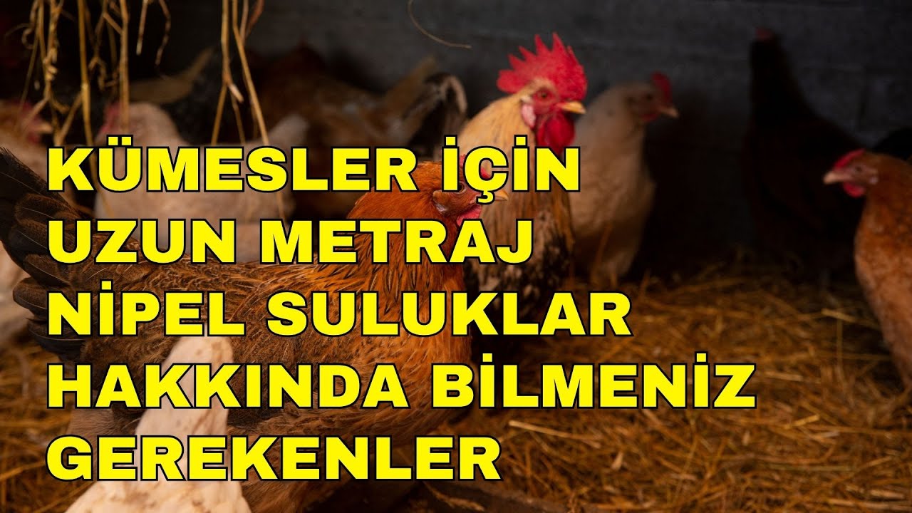 Uzun Metraj Nipel Suluklar Hakkında Bilmeniz Gerekenler