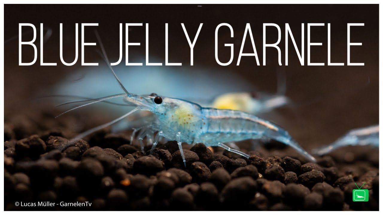 BLUE JELLY GARNELE - Neocaridina davidi | Portrait | GarnelenTv