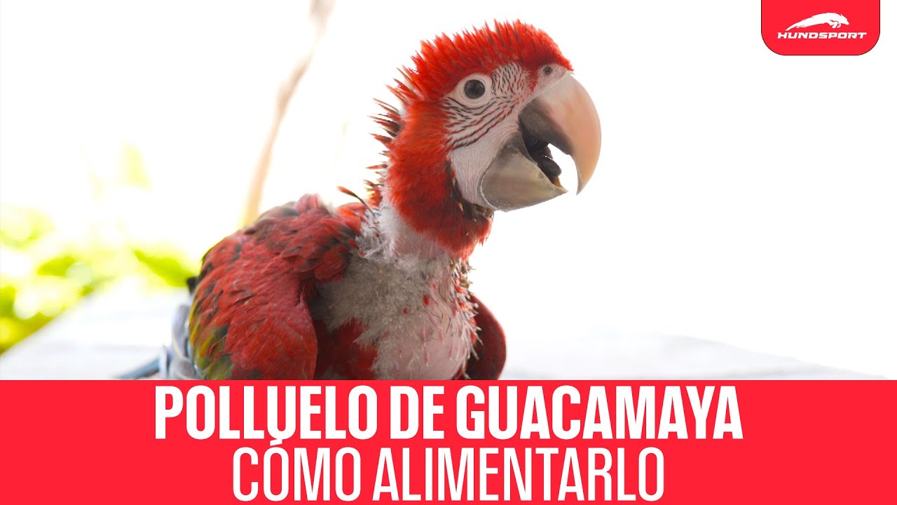 ¿Cómo alimentar a un polluelo de guacamaya con papilla? 🦜 | Papilla Kaytee Hand Feeding Formula