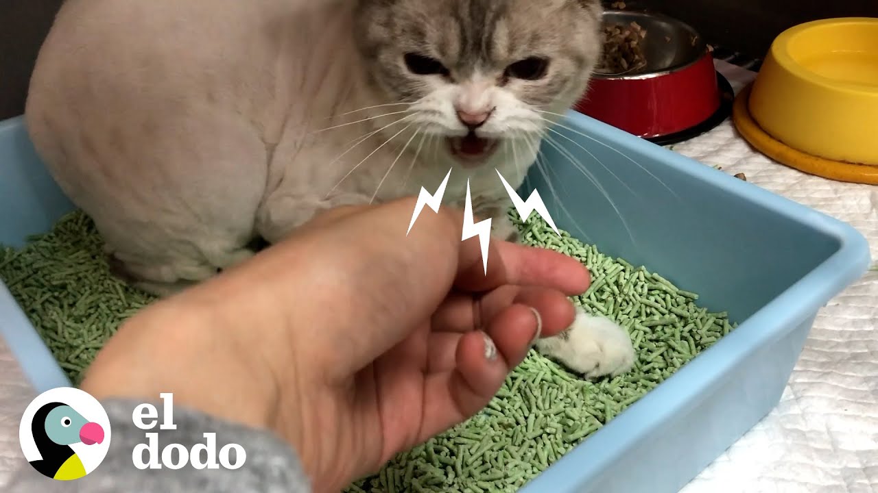 Gato etiquetado como 