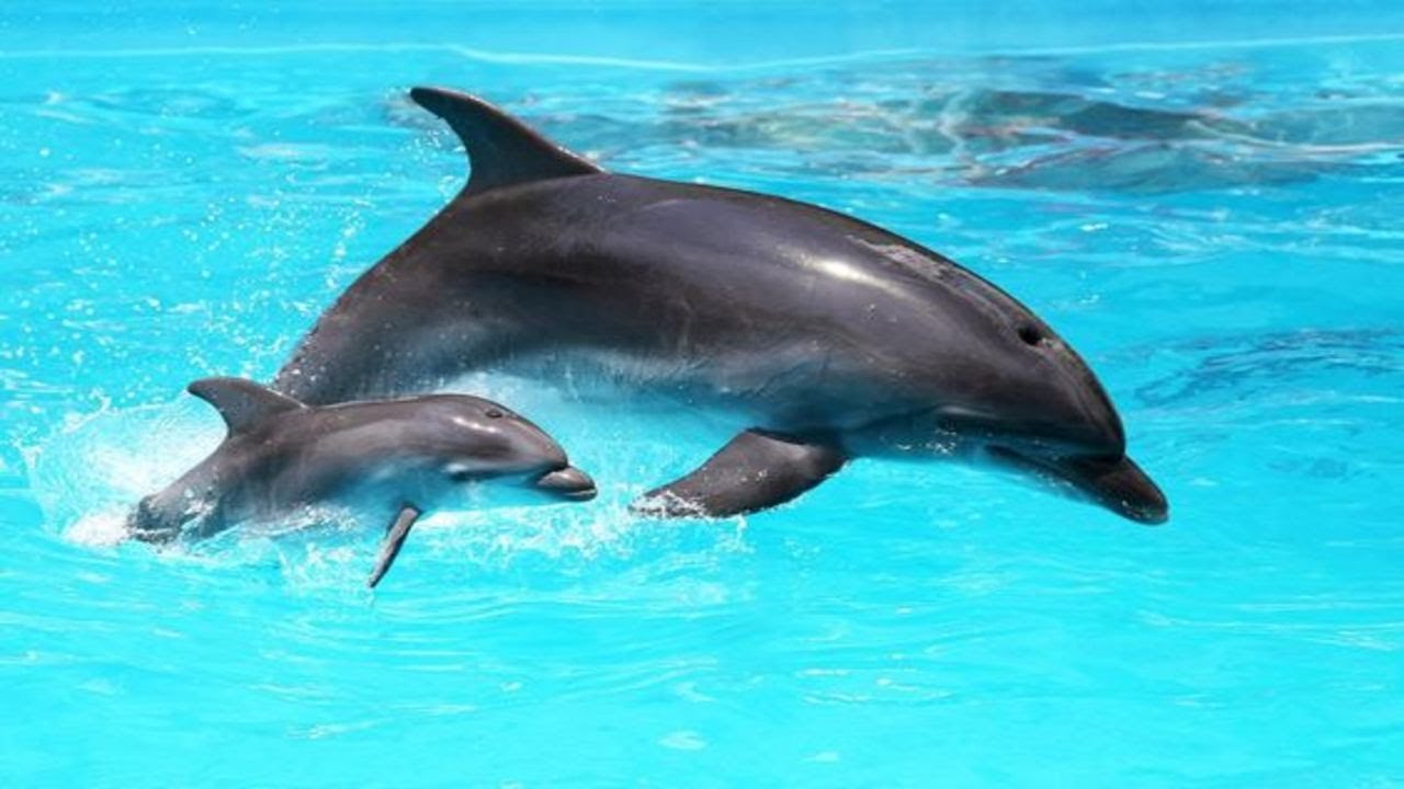 Удивительные дельфины 🐬 🐬 🐬 - Смешная подборка дельфинов