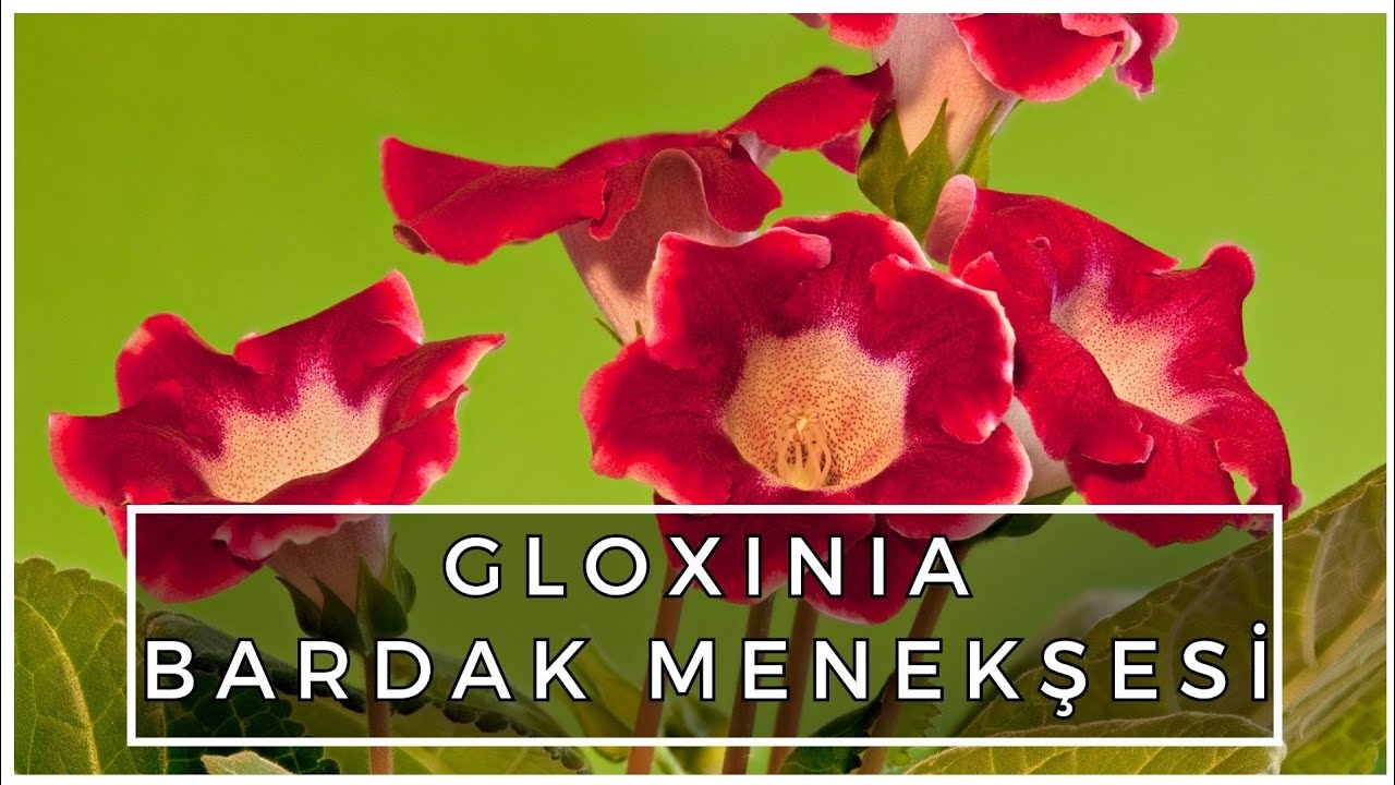 GLOXINIA | BARDAK MENEKŞESİ HAKKINDA BİLMENİZ GEREKEN HER ŞEY
