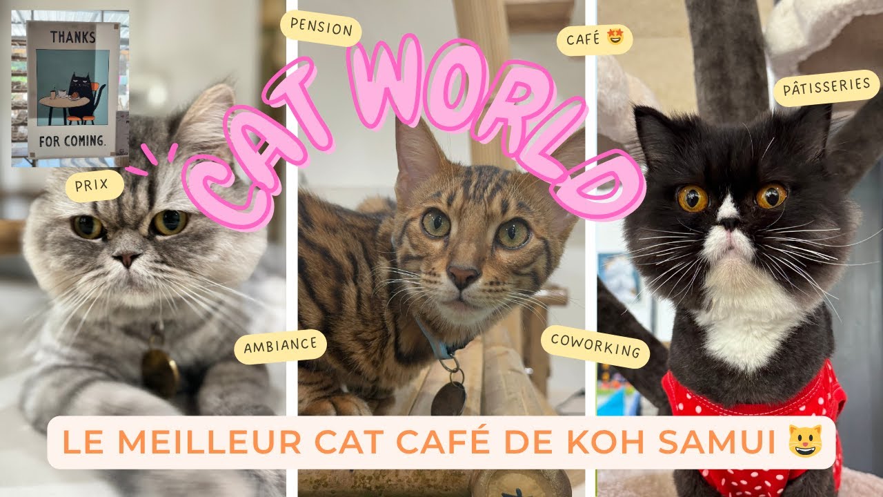 Cat World Koh Samui, un espace 100% félin (cat café, cat hotel, cat yoga) 😸🇹🇭