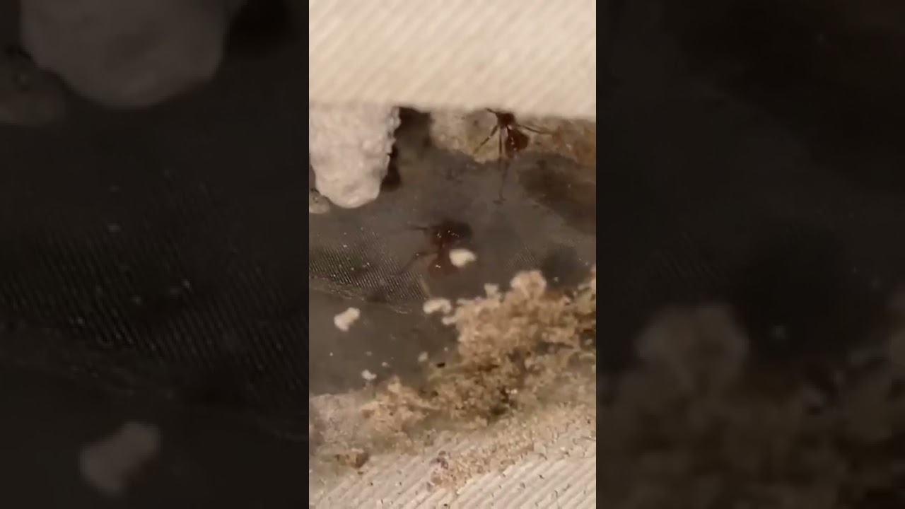 Western Harvester Ant Pupae
