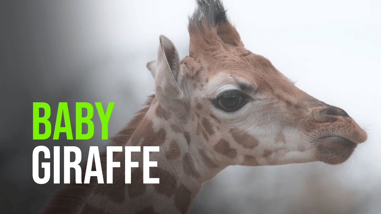 Chester Zoo’s “Lockdown” Baby Giraffe Finds His Feet
