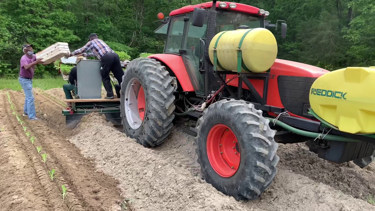 Planting N.C. Tobacco