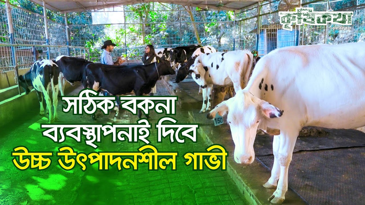 সঠিকভাবে বকনার ব্যবস্থাপনা| How to raise Heifer cows the right way Ep115