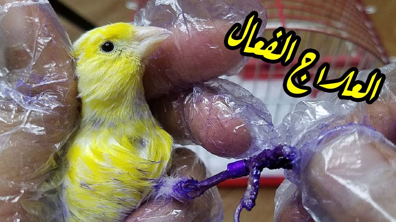 العلاج الفعال لمرض الجدري عند الطيور ( الحسون و الكناري )