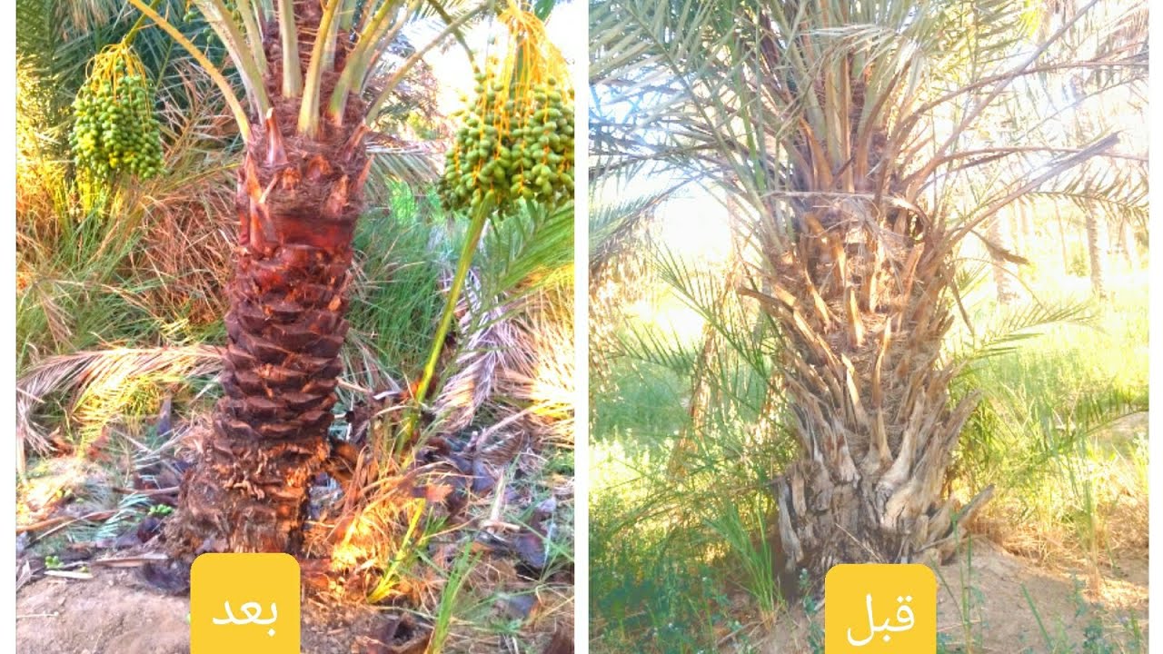 أفضل طريقه لتكريب النخيل الزهدي 🌴
