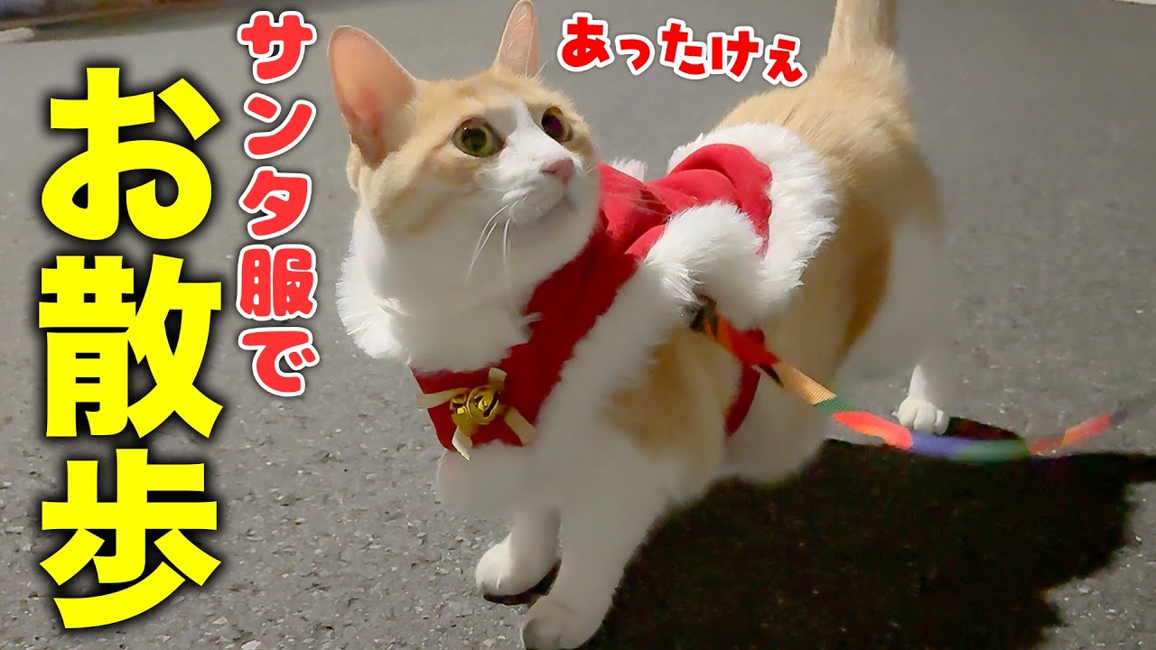 ロビンが極寒の深夜に「散歩に行きたい」と言い出したので、サンタ服を着せて行ったら可愛すぎて最高でした…！！