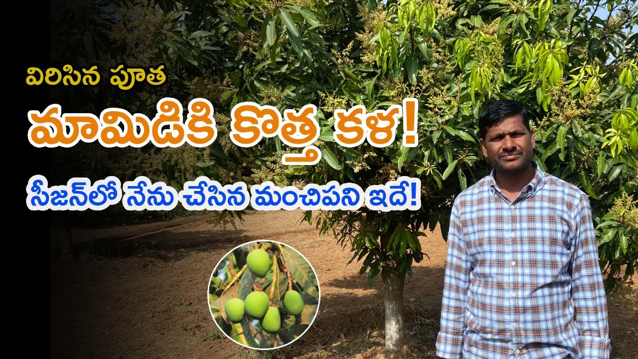 E436 | సీజన్‌లో మామిడి రైతులకు సూచన! |#gramabazaar |#shorts| 94912 78836, 833 1800 100