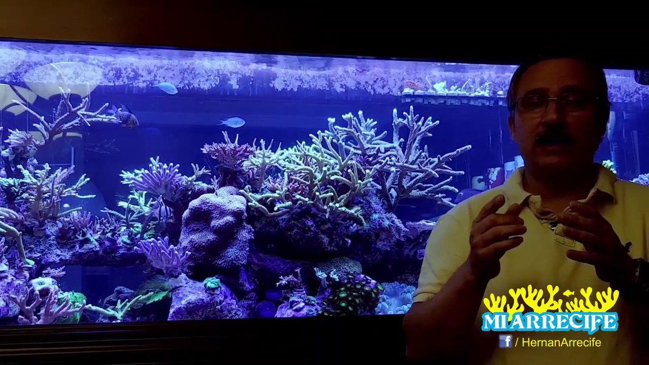 Importancia del fitoplancton en el acuario