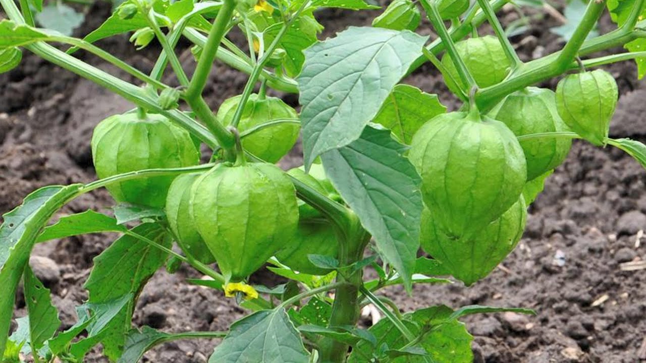 Todo sobre tomate verde, aprende así se siembra el tomate verde. Siembra de tomate.