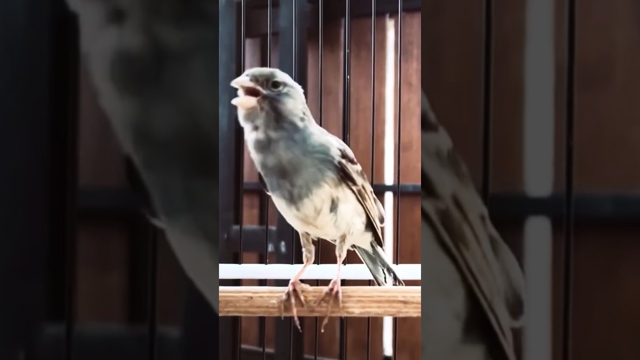 Blue Lizard Canary Singing 