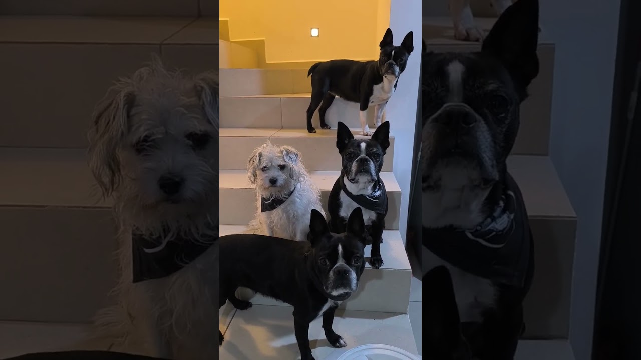 Уличная собака не хочет есть 🐶 🍽️