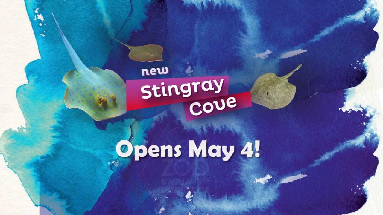 Stingray Moving Day