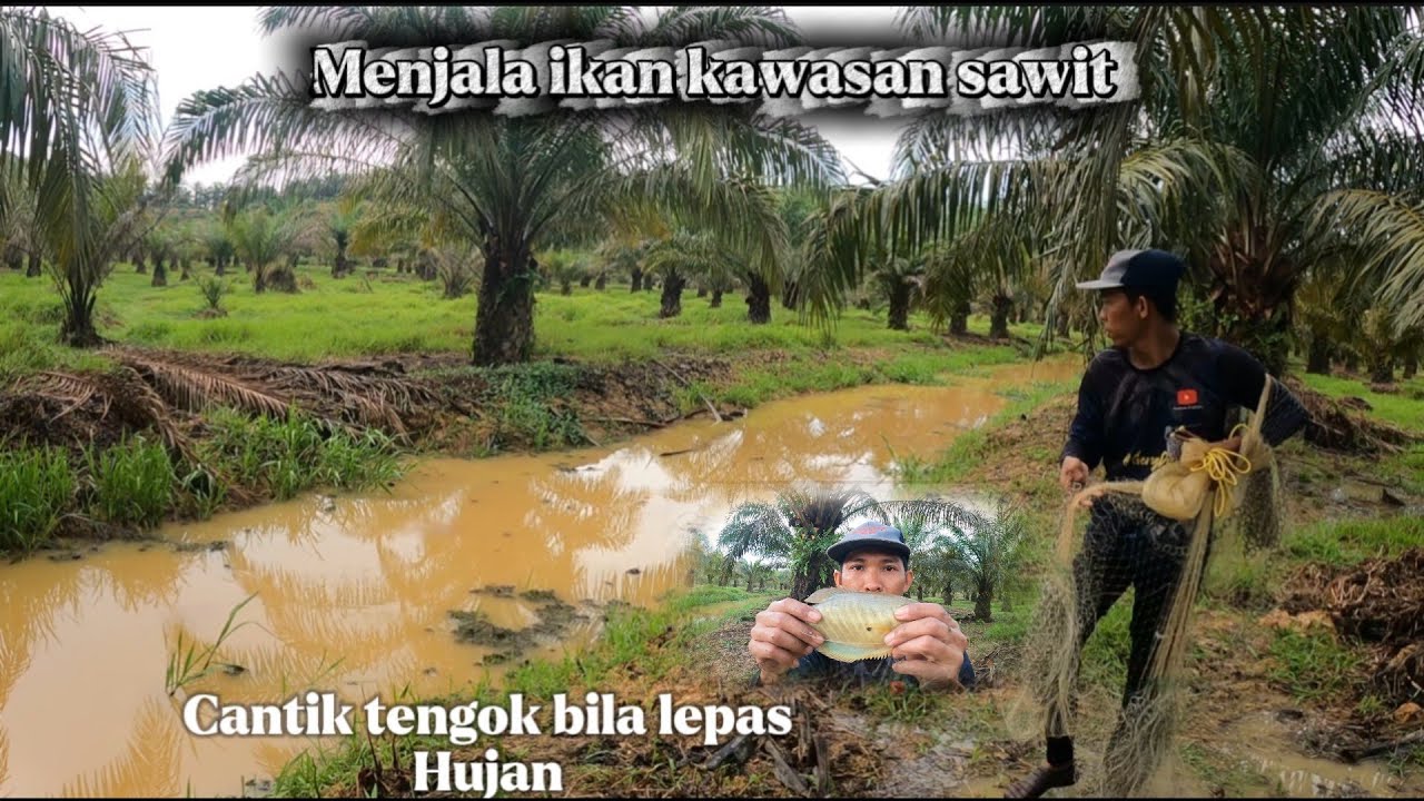 Terjah ladang sawit‼️menjala ikan ,jala baru.