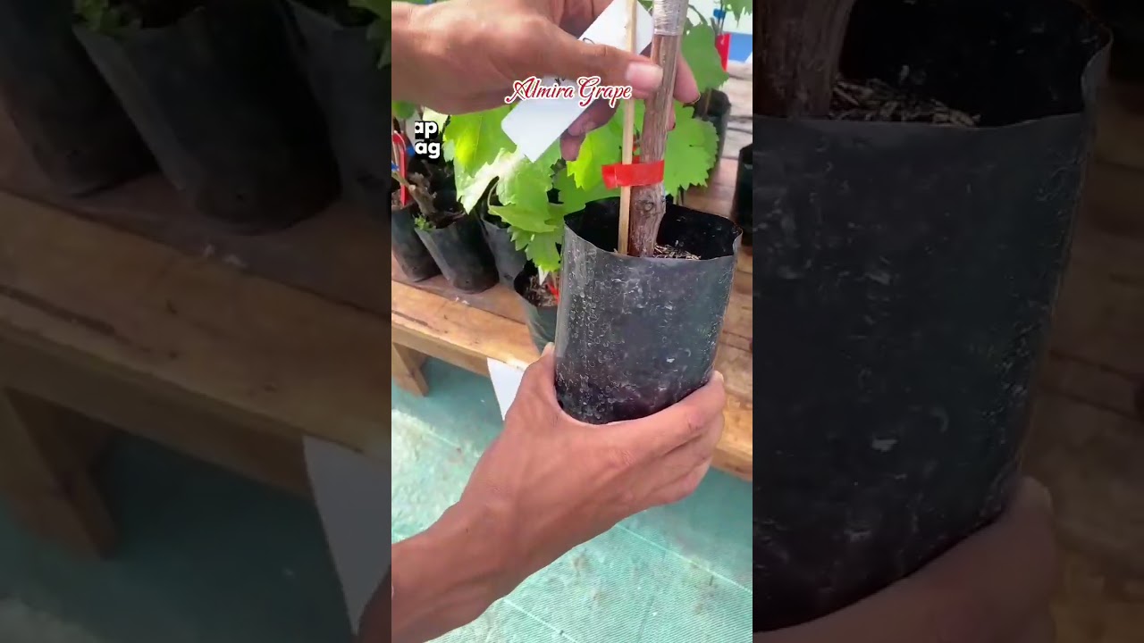 Tips Memilih Bibit Anggur yang Baik. . #anggurimport #bibitanggur