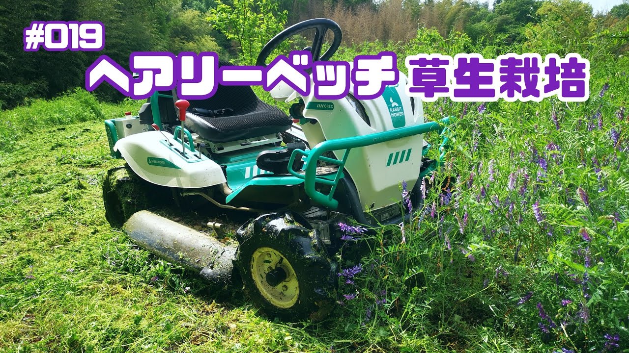 雑草抑制しながら土壌肥沃化！ヘアリーベッチ草生栽培【桃】くらねら果樹園