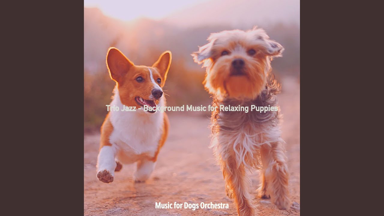 Retro Calm Dogs