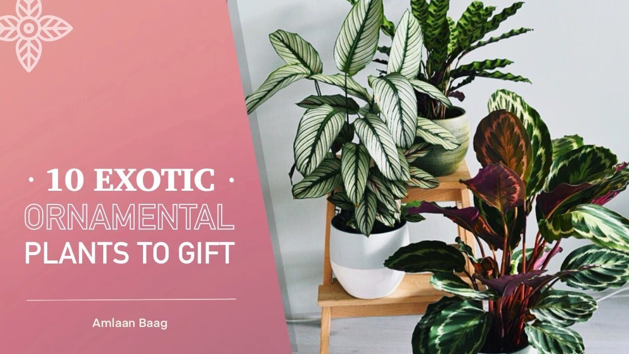 10 Exotic, Ornamental & Indoor Plants to Gift | गिफ्ट करें घर में रखने वाले सुंदर पौधे
