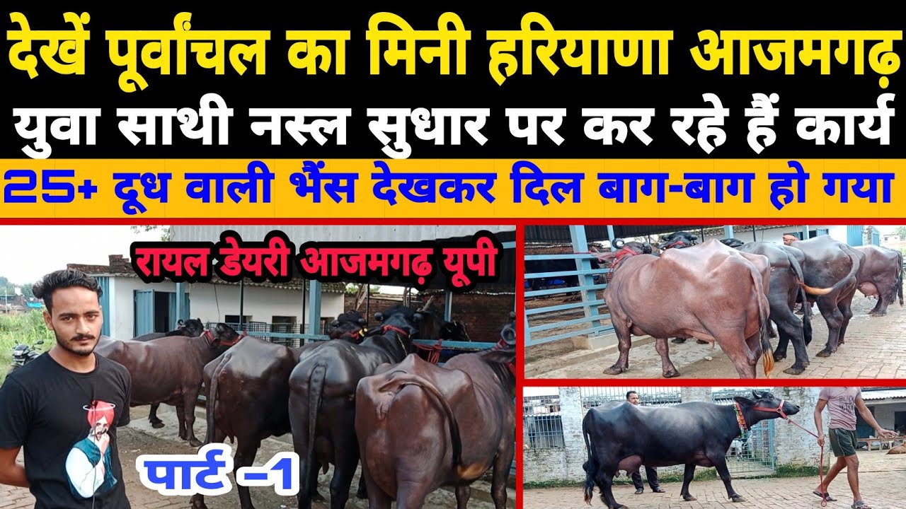 पूर्वांचल का मिनी हरियाणा आजमगढ़ 25+ वाली भैंस | rayal dairy azamgarh | murrah bhais farm up ||
