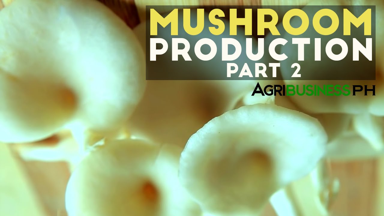 How to make mushroom pure culture | Mushroom production Part 2 #Agribusiness