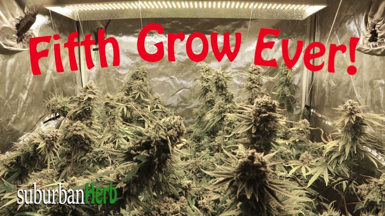 Fifth Grow Ever! Gorilla Glue #4 cannabis grow. Detailing the good and bad on the eve of harvest.
