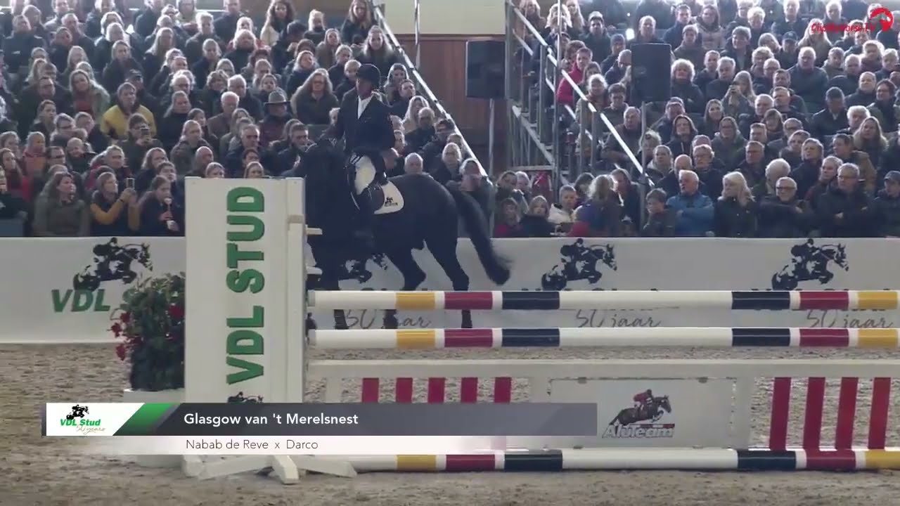 Retirement Glasgow van het Merelsnest VDL Stud Stallion show
