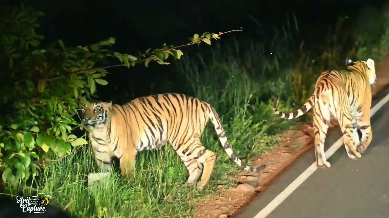 Tiger Dekhna Hai? Tadoba Aao! 🐅 | Viral Tiger Sighting | Wildlife Photography
